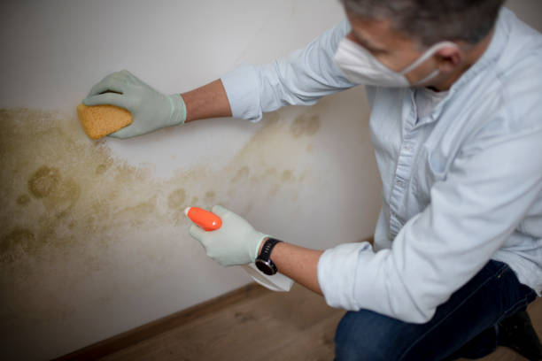 Best Mold Remediation  in Santa Barbara, CA