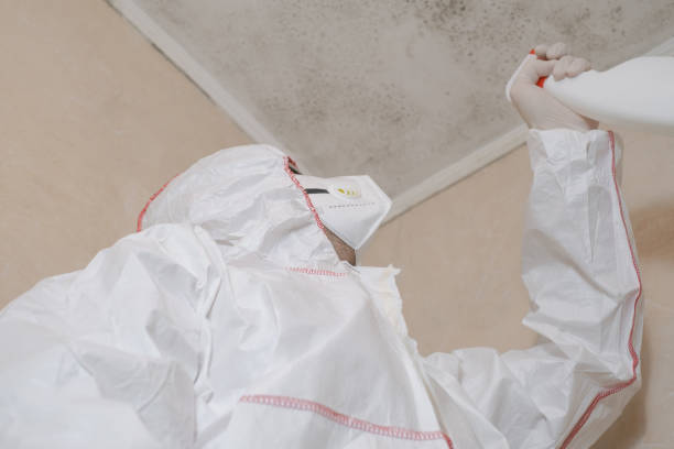 Best Black Mold Removal  in Santa Barbara, CA