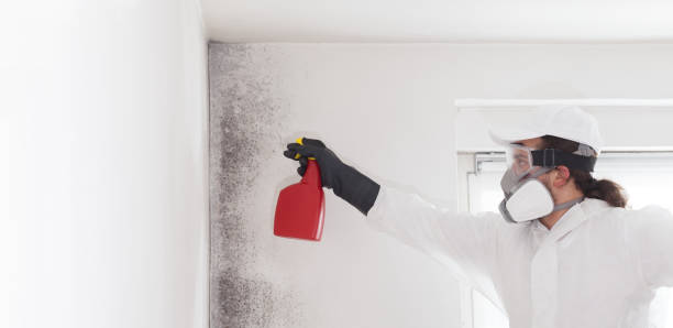 Best Mold Testing and Removal  in Santa Barbara, CA