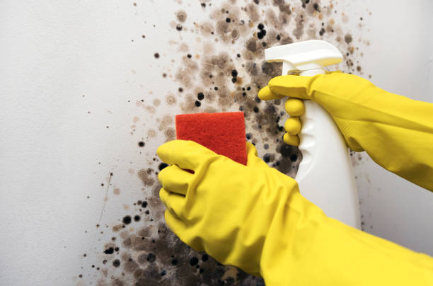 Office Mold Removal Services in Santa Barbara, CA