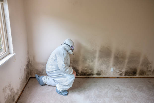 Best Residential Mold Removal  in Santa Barbara, CA