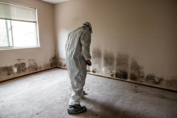 Certified Mold Removal in Santa Barbara, CA