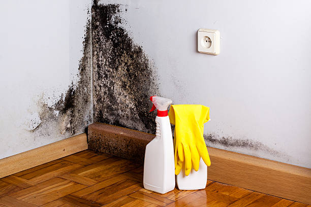 Best Home Mold Removal  in Santa Barbara, CA