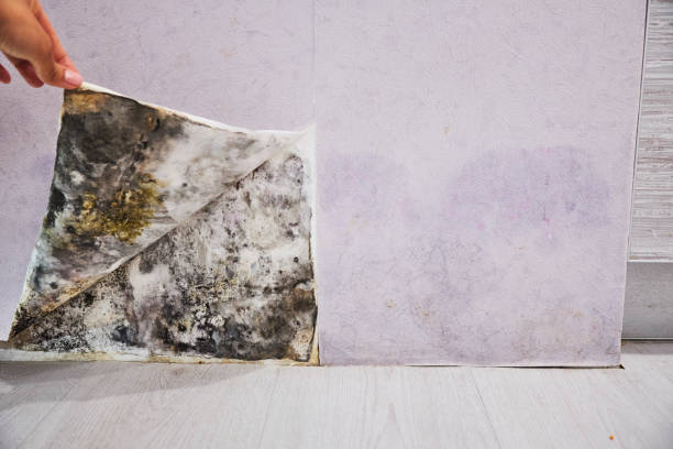 Best Mold Removal Near Me  in Santa Barbara, CA